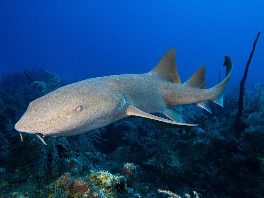 The 28 Best Scuba Diving Sites In The Caribbean