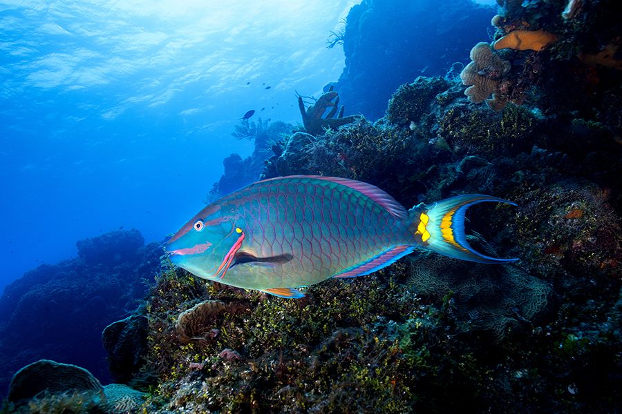 The 28 Best Scuba Diving Sites In The Caribbean