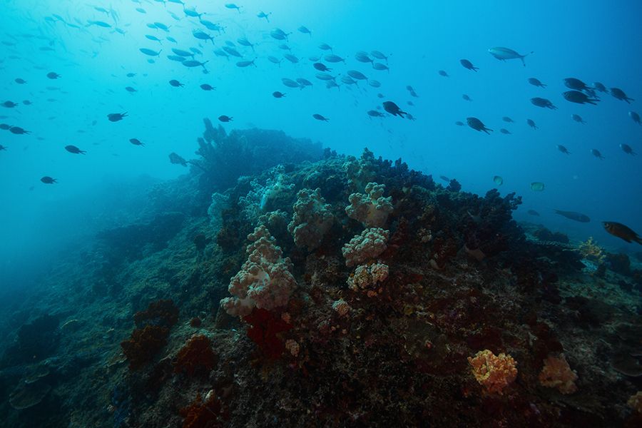 The 28 Best Scuba Diving Sites In The Caribbean