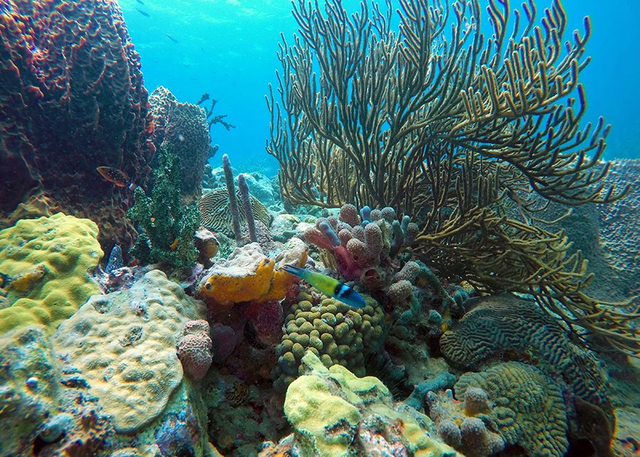 The 28 Best Scuba Diving Sites In The Caribbean