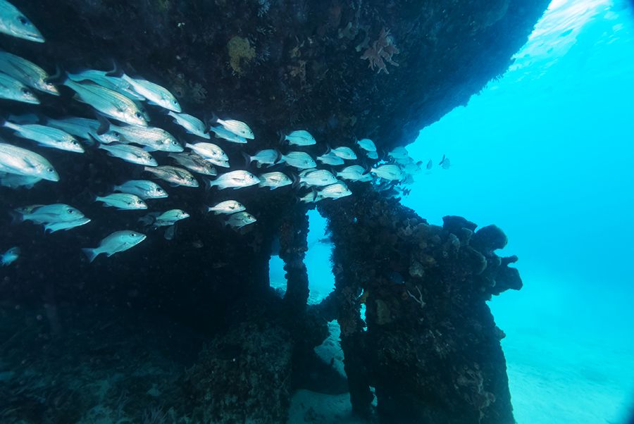 The 28 Best Scuba Diving Sites In The Caribbean