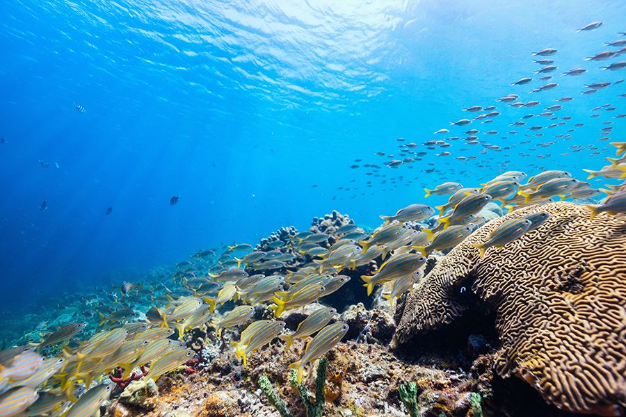 The 28 Best Scuba Diving Sites In The Caribbean