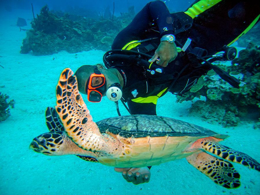 The 28 Best Scuba Diving Sites In The Caribbean