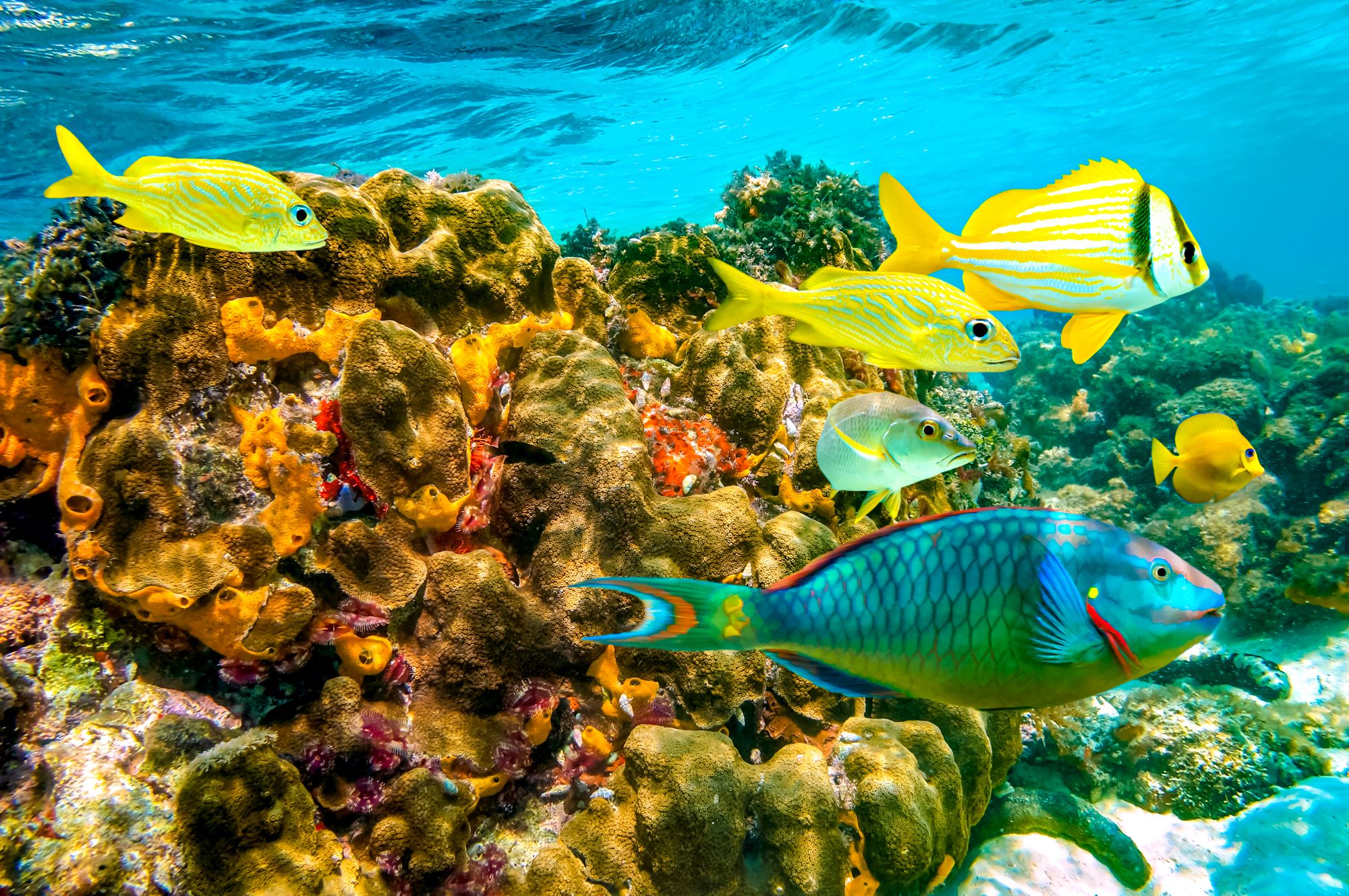 Scuba-Diving-Jamaica-Coral-Reef---3