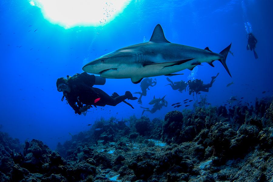 The 28 Best Scuba Diving Sites In The Caribbean