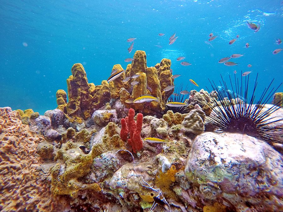 The 28 Best Scuba Diving Sites In The Caribbean