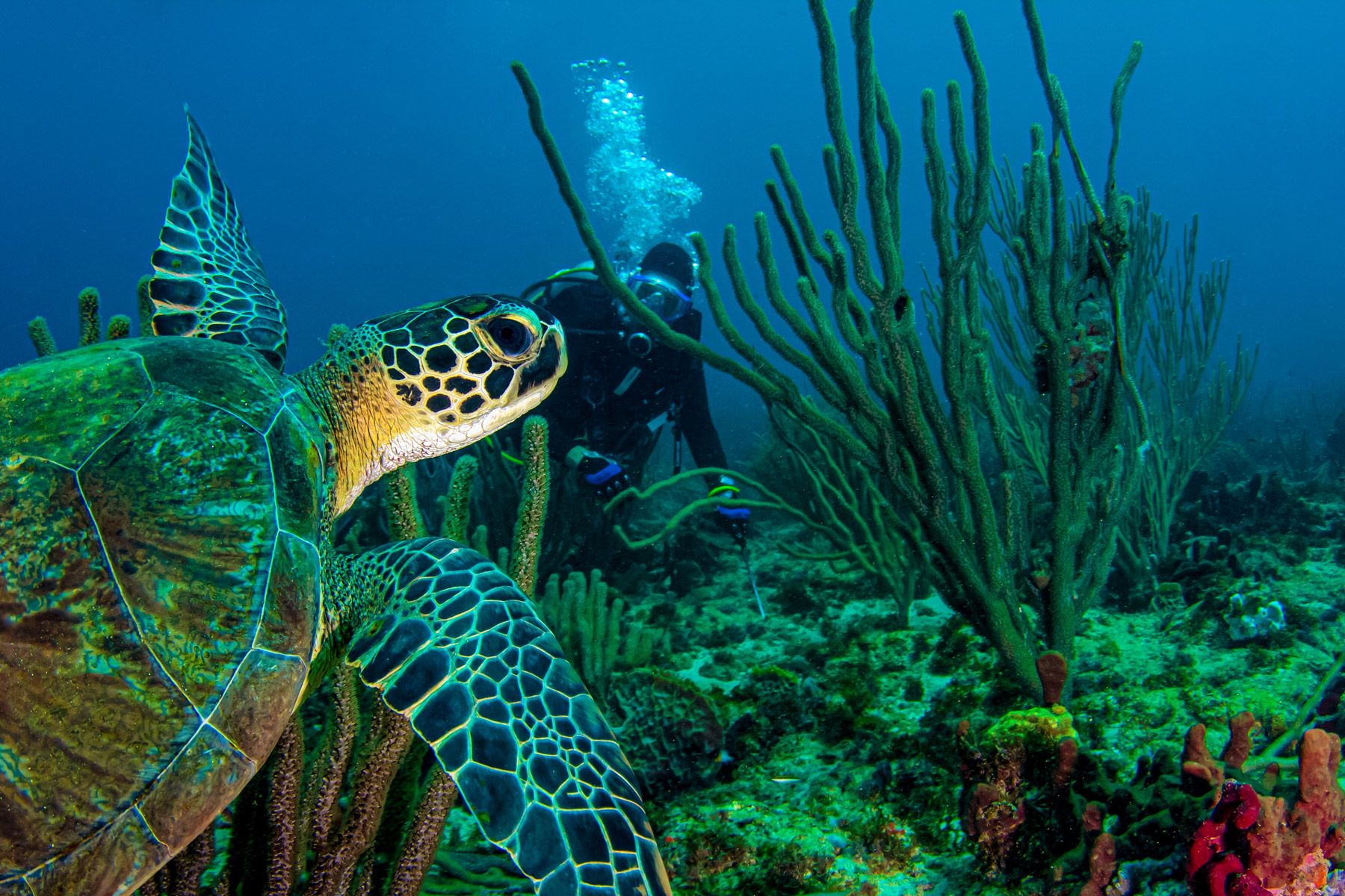 green-sea-turtle-swims-across-a-colorful-Caribbean-reef-in-Grenada--West-Indies_web---7
