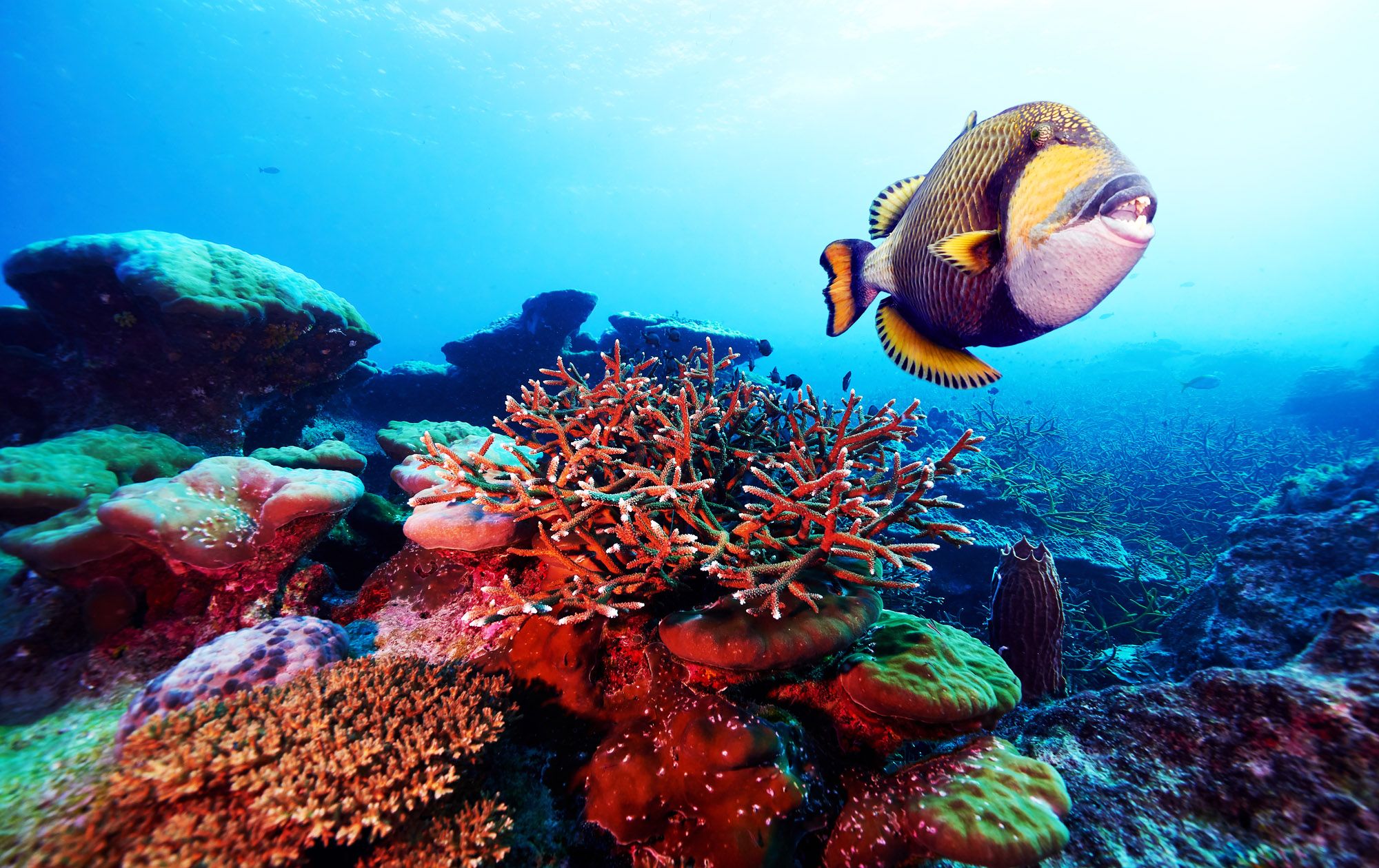 Scuba Diving in Saint Lucia: What to Expect