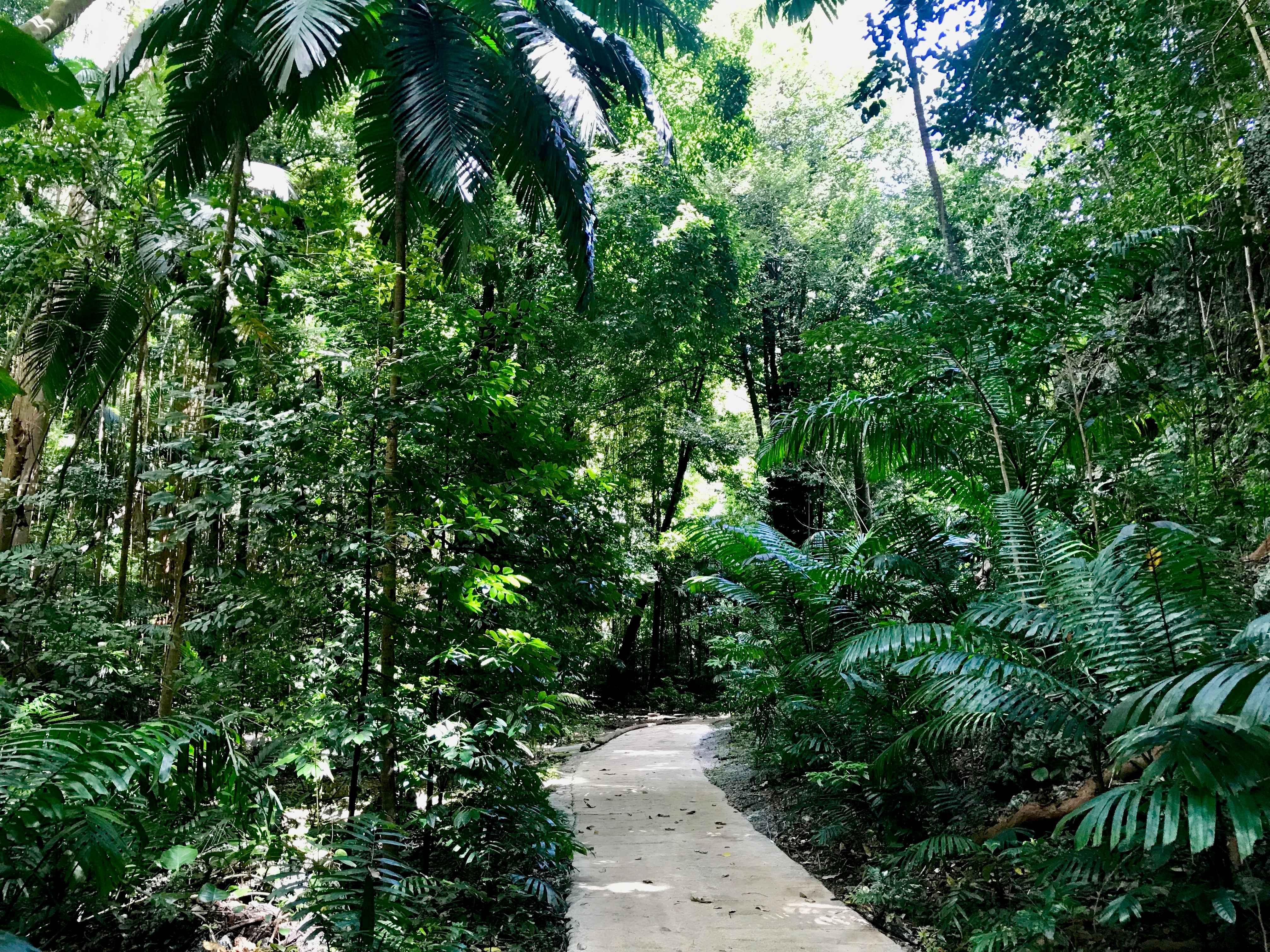 Your Easy Guide to Welchman Hall Gully, Barbados