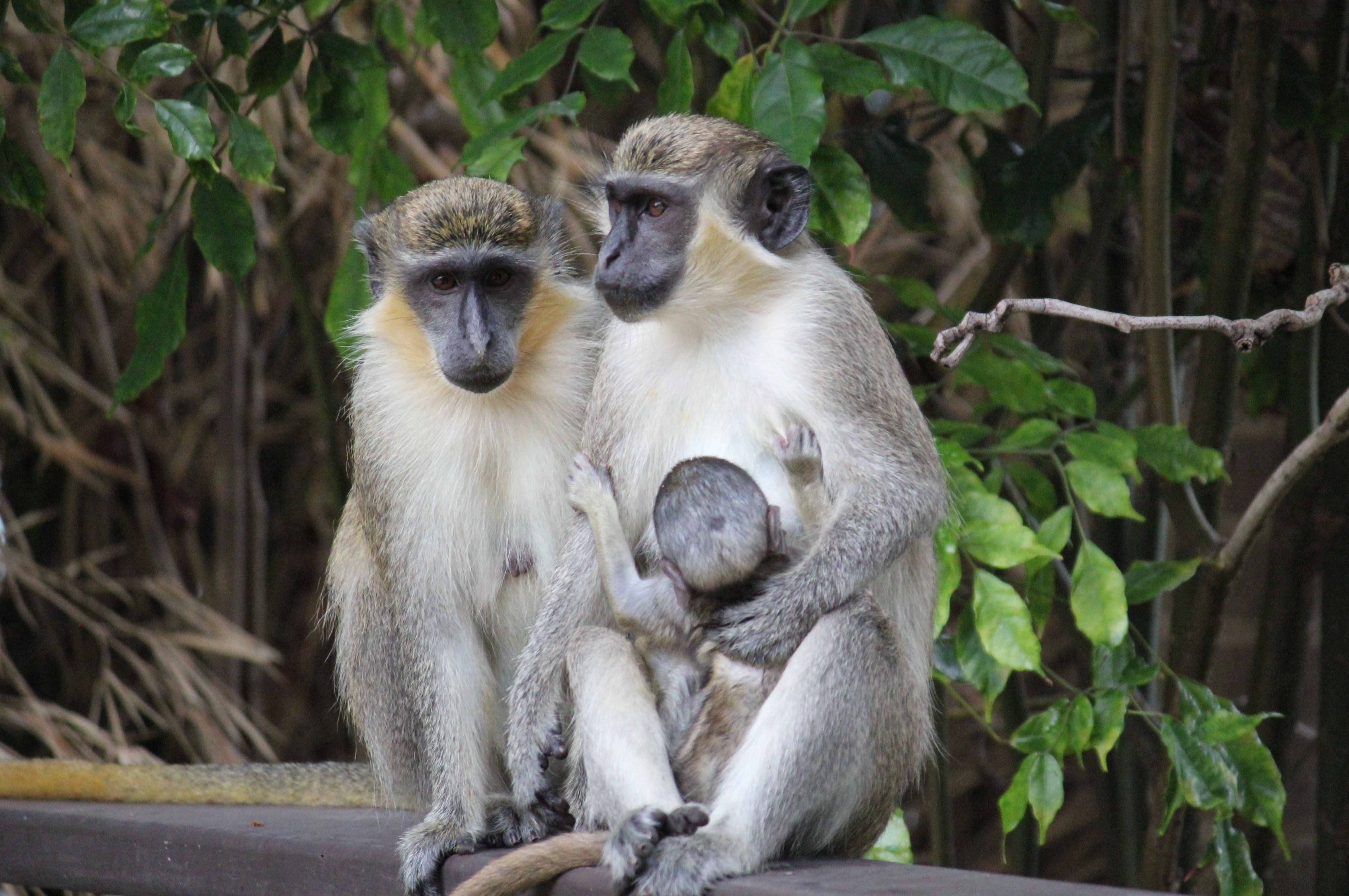 shutterstock_1809739480