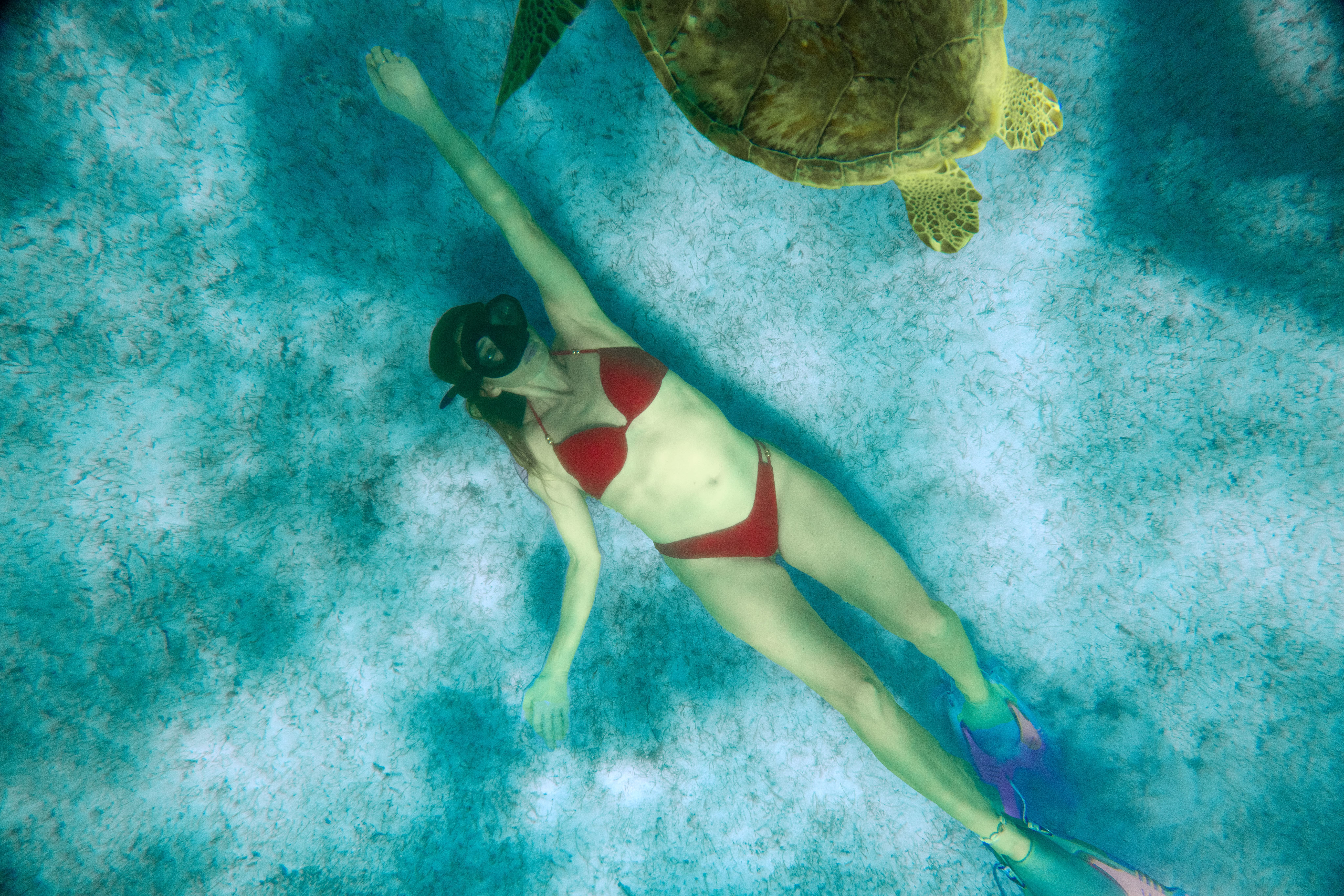 SSV-Destination-Tobago-Cays-Snorkeling-Female-Turtle--1---1-